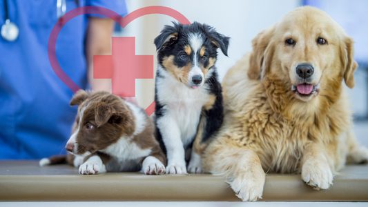 National Pet First Aid Awareness Month