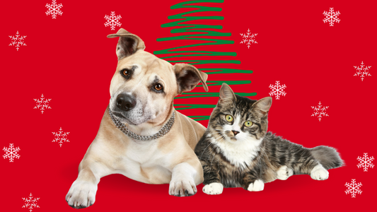 Christmas Pet Safety Tips