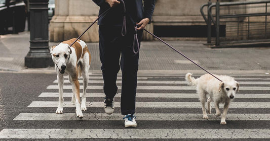 Benefits of Walking Your Dog