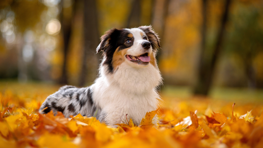 Fall Allergies in Dogs: What Pet Parents Should Know - TartarShield.com Pet Blog