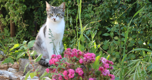 Create a Cat-Friendly Garden
