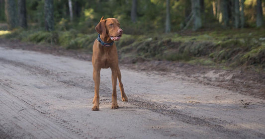 National Lost Pet Prevention Month