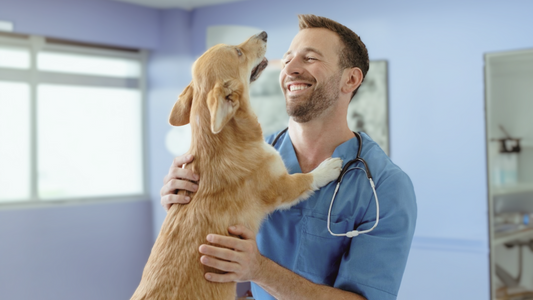 October is National Pet Wellness Month! 6 Ways to Provide the Best Care for Your Pet | Tartar Shield Pet Products