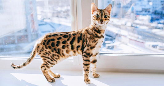 Why Cats Make Amazing Pets