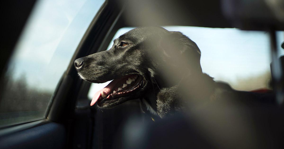 Dogs in Hot Cars