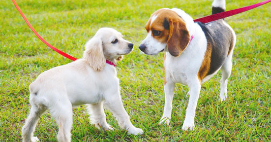 Dog Park Safety