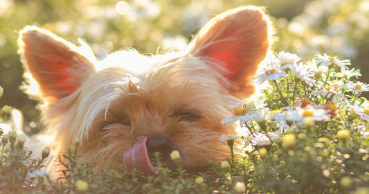 Does Your Pet Have Seasonal Allergies?