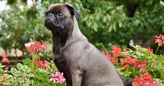Creating a Pet Safe Garden