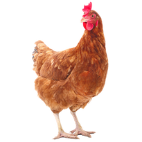 Natural Chicken Flavor