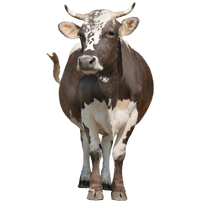 100% American Beef Hide