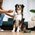 Give your pet something to smile about