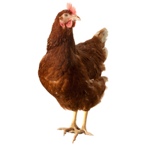 Natural Poultry Flavor