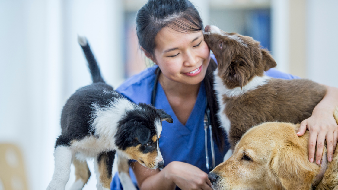 What to consider when choosing a new vet? | Tartar Shield