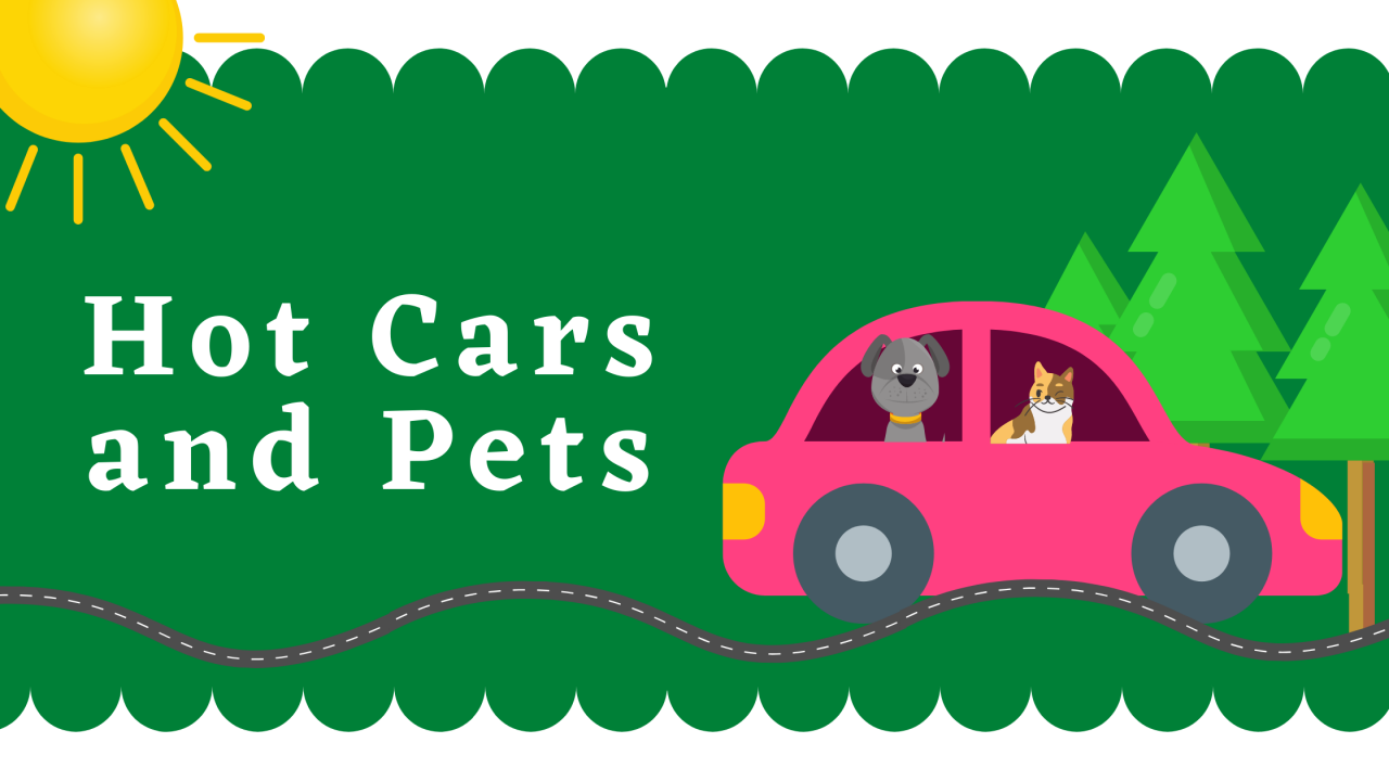 Hot Cars and Pets