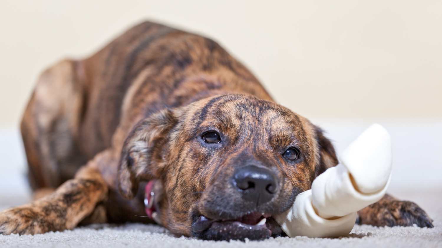 The Raw Truth About Rawhide:<br> Is Rawhide Bad for Dogs?