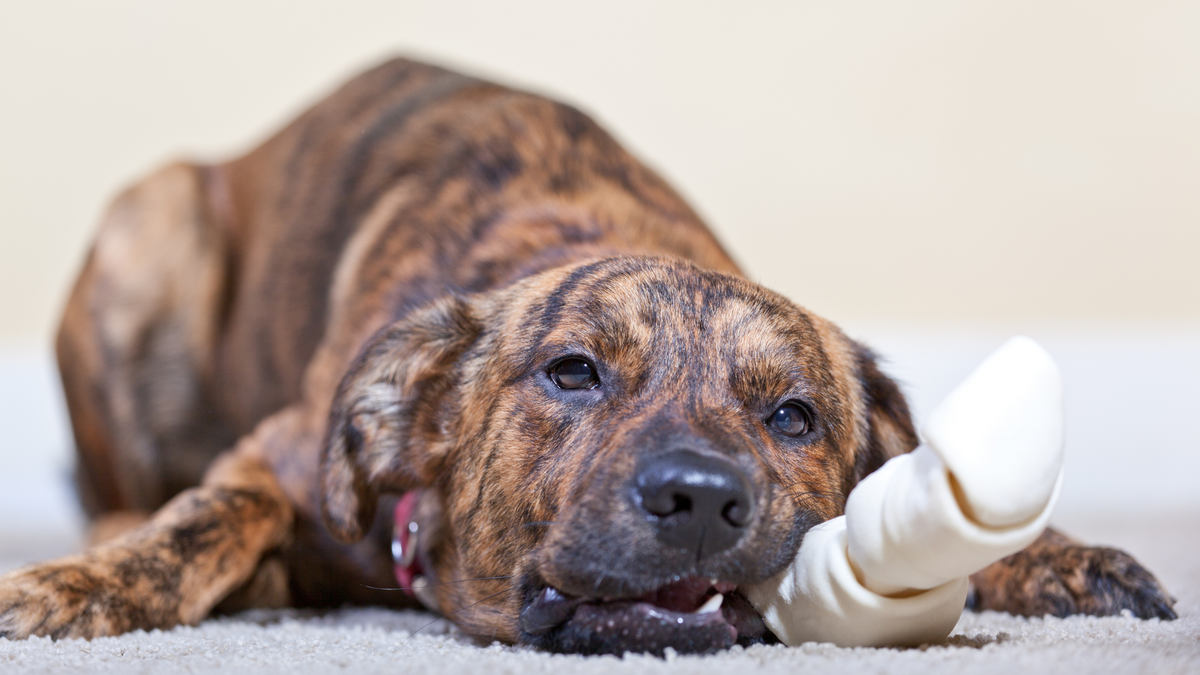 It’s no secret that dogs love rawhide chews. But is rawhide bad for dogs?