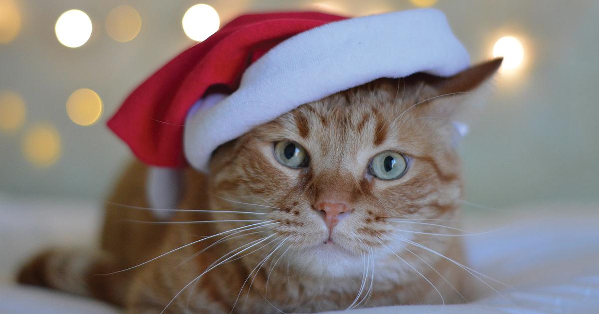 Think Twice about Giving Pets as Presents