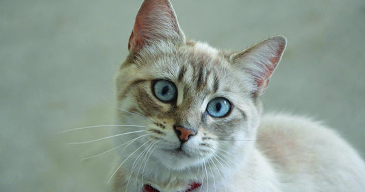 Pet Diabetes Month