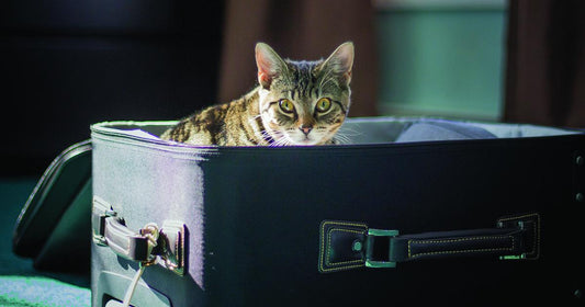How to Prepare Your Pets for a Move