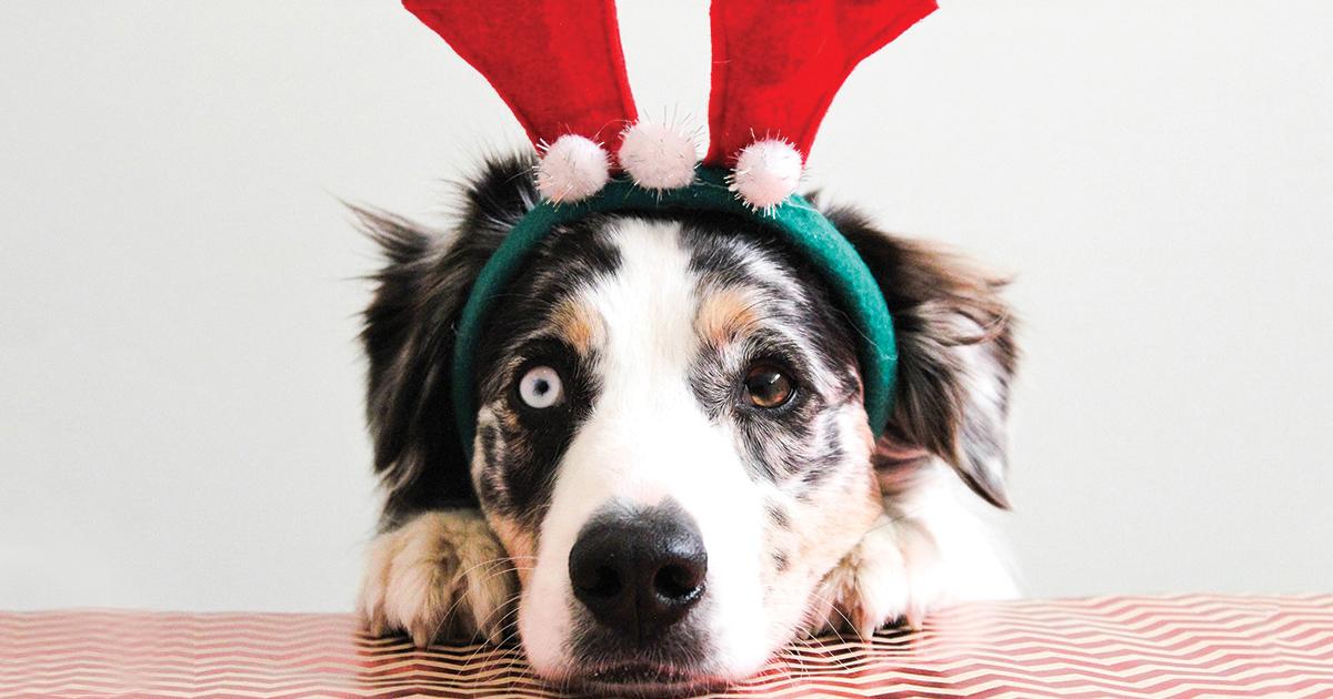 Ways to Give Back with Your Pets this Holiday Season