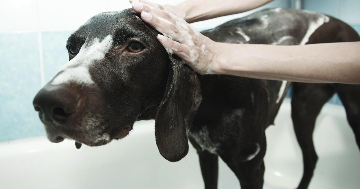 Cold Weather Grooming