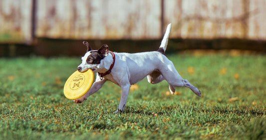 Exercising with Your Dog