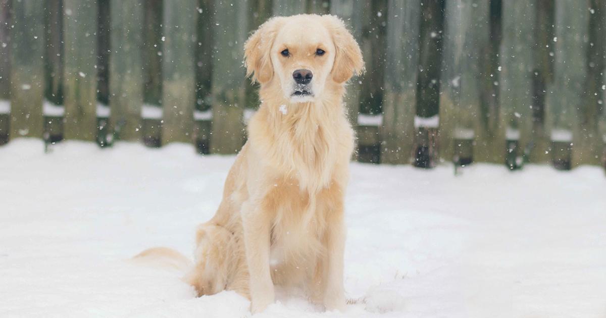 Protect Pets from Frostbite