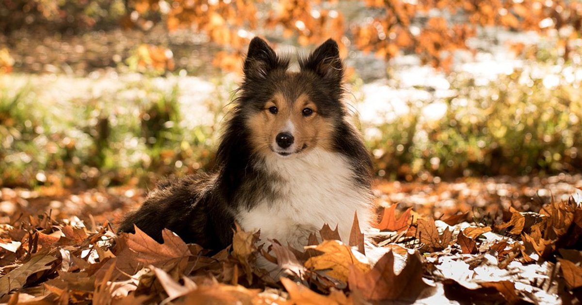 Fall Activities with Your Pet