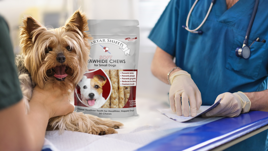 Small dog with a healthy smile at the vet's office, with Tartar Shield products in use and being examined by two veterinarians