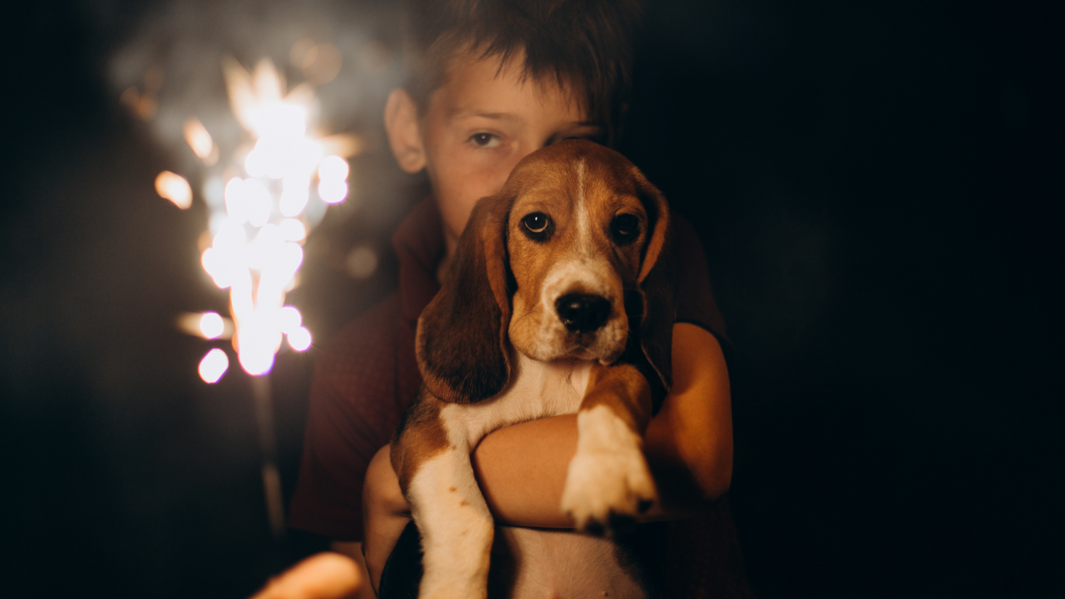 Fireworks and Your Furry Friends: A Guide to your 4th of July