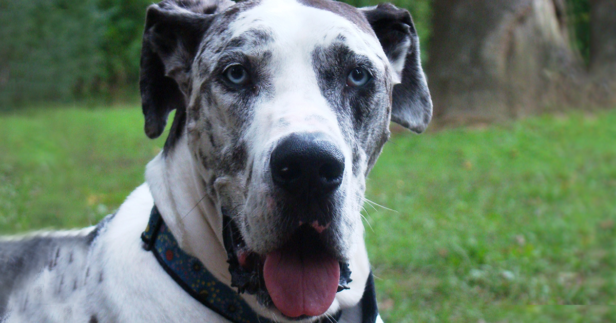 Deaf Dog Awareness Week