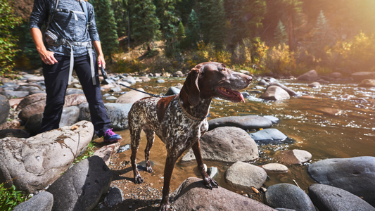 Hiking With Dogs: Essential Tips for Keeping Your Dog Safe on the Trail