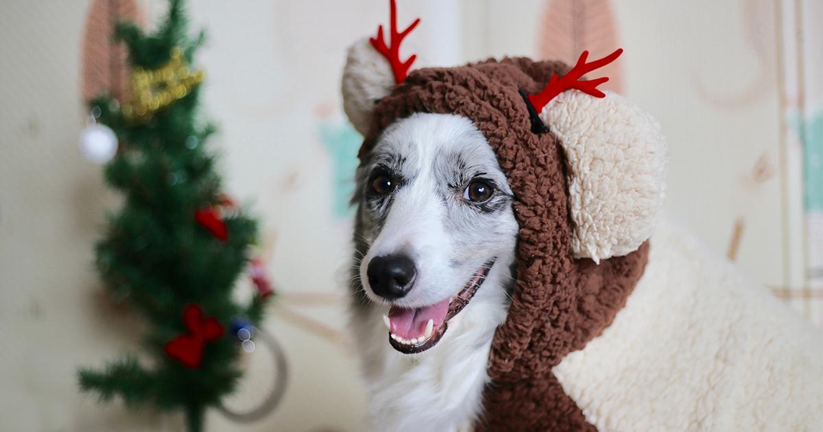 Keep Your Pets Safe this Holiday Season