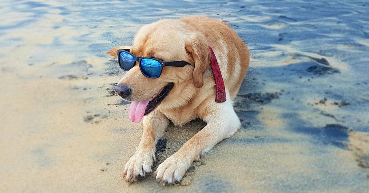 Tips for a Pet-Friendly Vacation