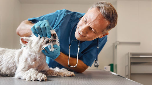Pet’s Professional Teeth Cleaning - What to Expect
