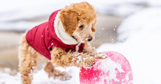 Safe Toys and Gifts Month