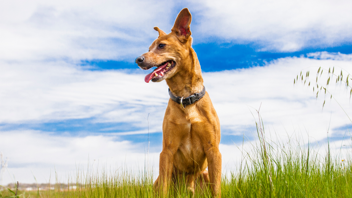 Spring is on it's way: What does that mean for your pet?