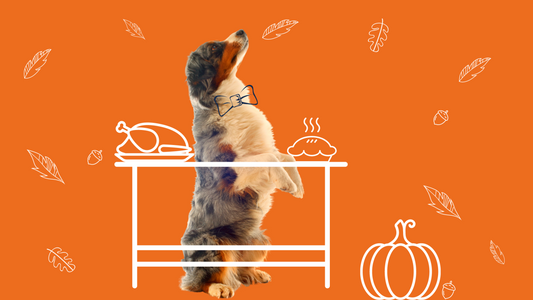 Thanksgiving Safety Pet Tips