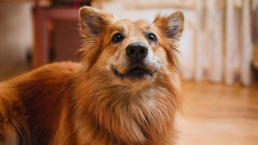 9 Thanksgiving Pet Safety Tips for 2025