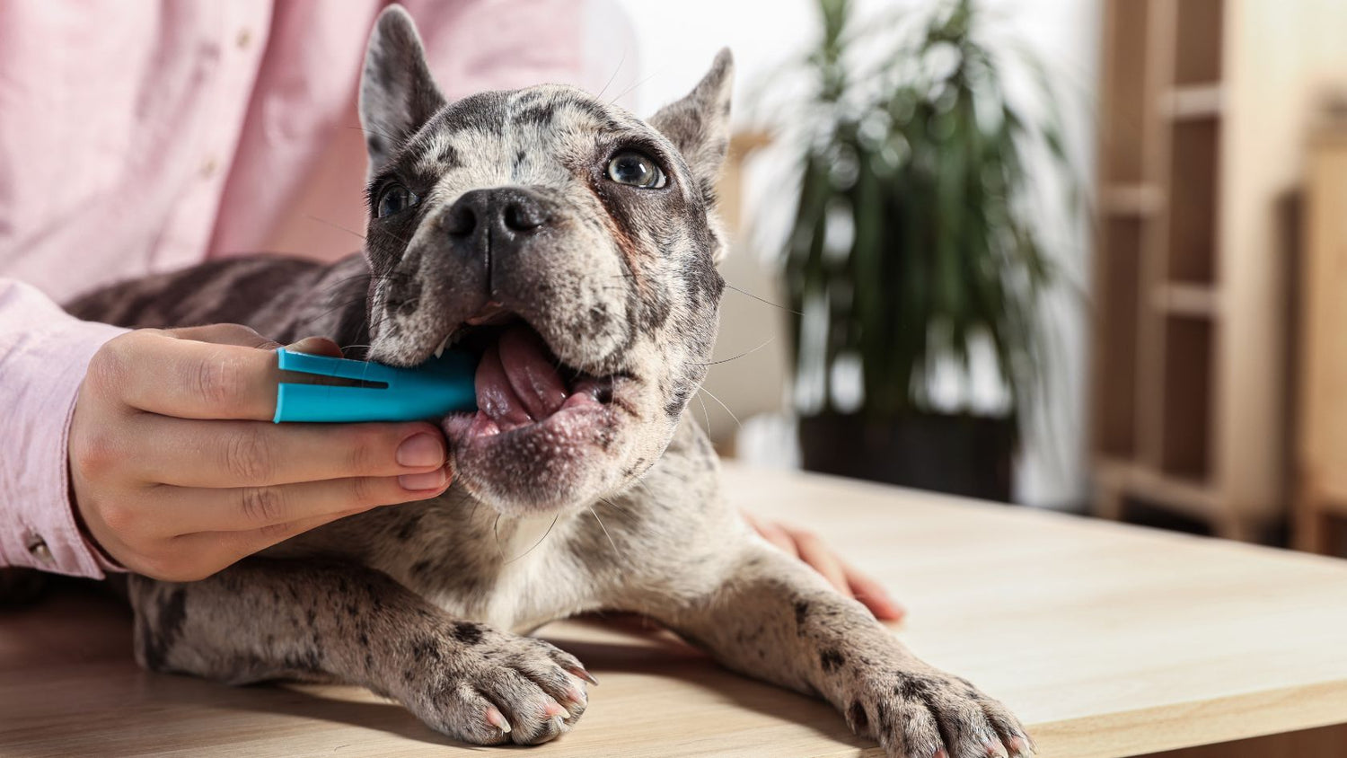 How to Brush Your Dog’s Teeth | 6 Simple Steps to Cleaner, Healthier Teeth