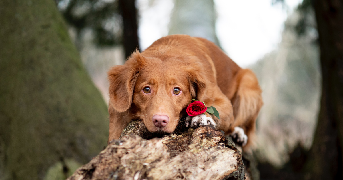Valentine's Day Pet Safety