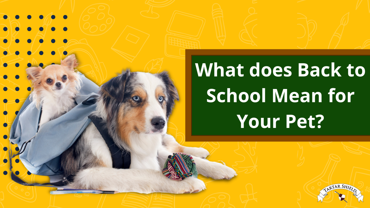 What does Back to School Mean for Your Pet?