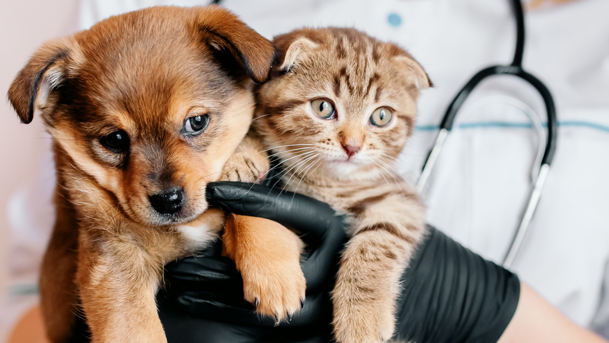 What to Expect at Your New Pet’s First Vet Visit Tartar Shield