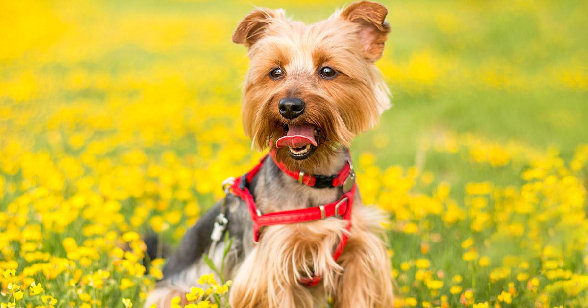 Celebrate Spring with Your Pets | Tartar Shield
