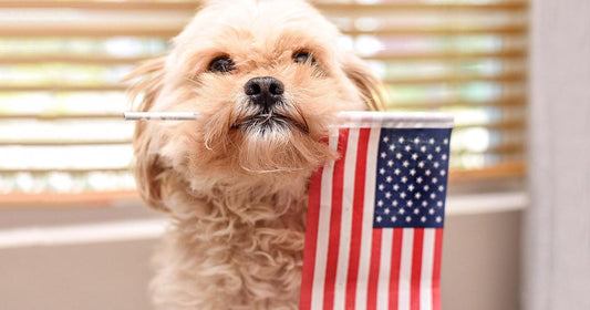 Fourth of July Pet Safety