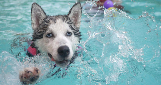 How to Safely Introduce Dogs to Water