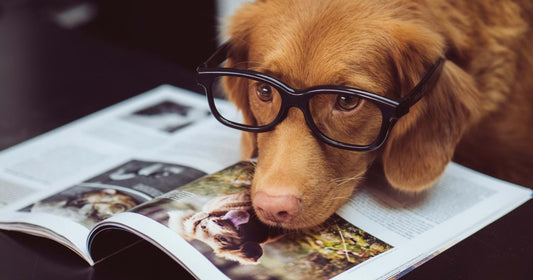 Take Your Dog to Work Day