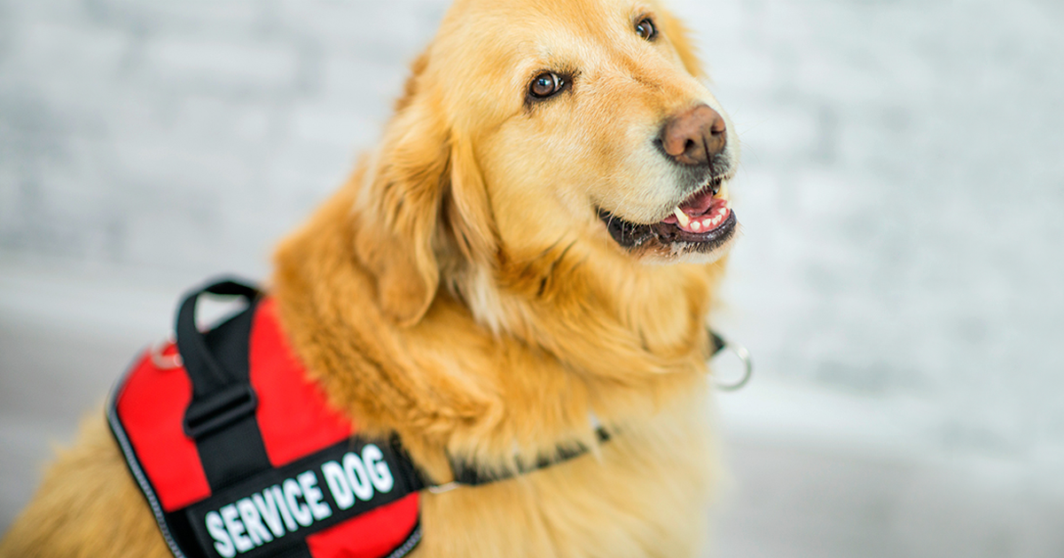 Service Dog Etiquette Do's and Don'ts