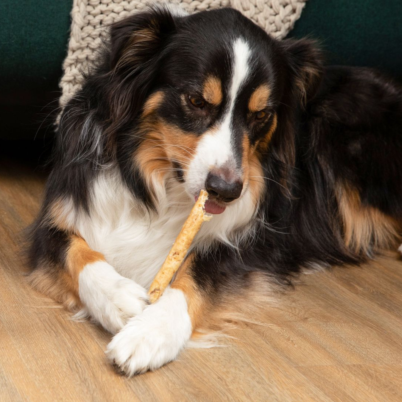 Tartar shield soft rawhide sales chews for large dogs