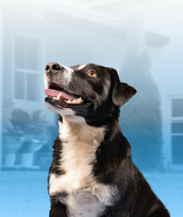 Shop dog dental care tartar shield vohc products